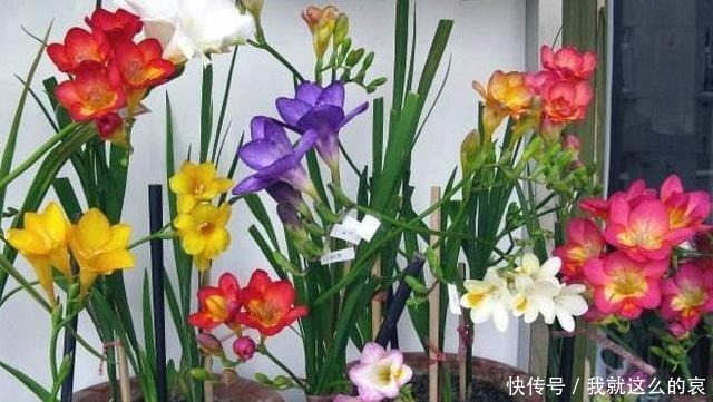 它平时看着似野草，一开花真惊人，花色艳丽花香重名叫“香雪兰”！