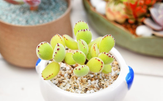 养什么多肉好6种好看好养又不贵的多肉,美成一道风景线!