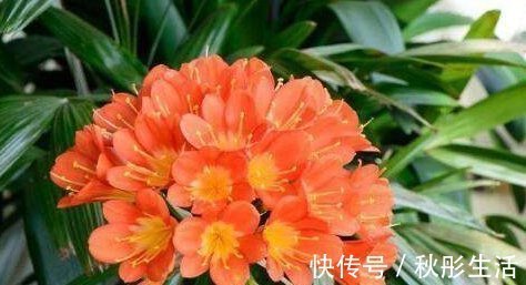 光照|君子兰烂心要死了别扔,教你一招,分分钟满血复活