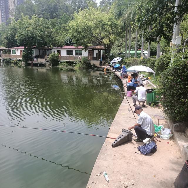 下图|深圳终于找到一个免费钓鱼的水库了,今晚的伙食有着落了