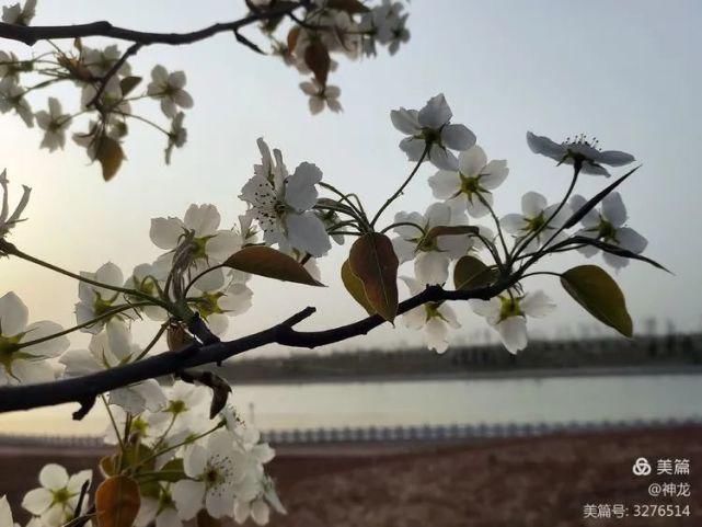 潴龙河畔梨花开