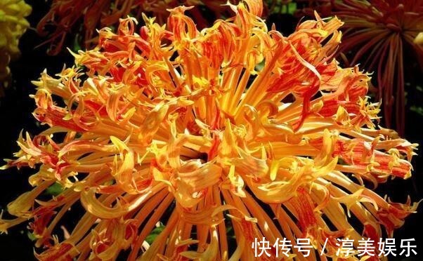 喜欢菊花,不如养盆“十大名菊”彩龙爪,犹如皇阿玛,花型奇特
