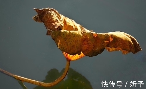 荷叶绿!一季繁花今渐落,满塘荷叶绿中残;八首婉约词,领略秋荷的美