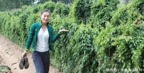 食欲|农村一种野生果子,看起来没有食欲,但是城里人花高价也没地方买