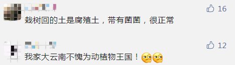 牛肝菌|奇了！还是那个公安局！又双叒长出一朵巨型牛肝菌 ，重4.2公斤