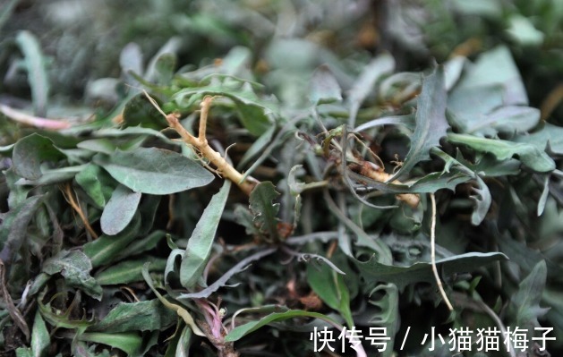 益母草|66种野菜大图片，带你见识不同的野菜和吃法，你想要的野菜这里有
