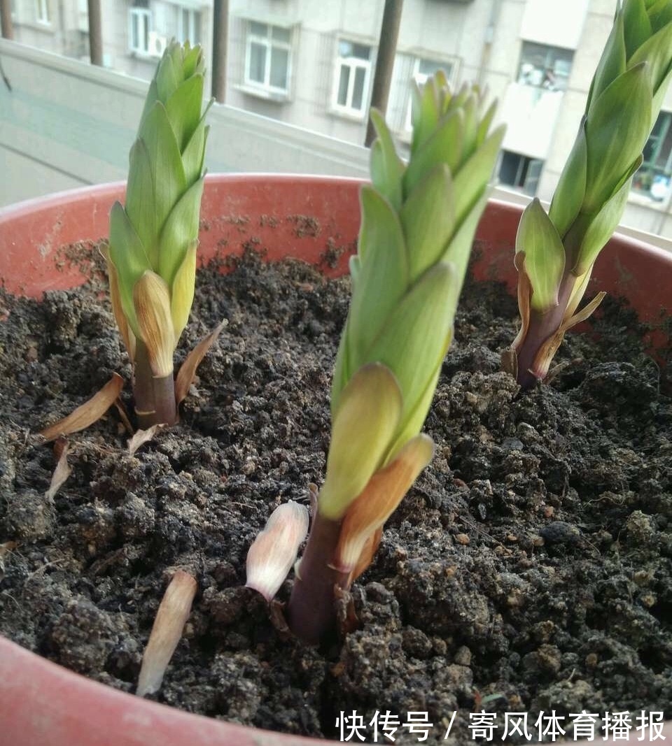 10月“值得”养5种球根花,10天就生根,养2月就开花