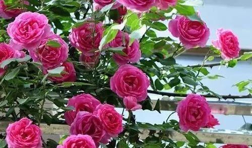 给月季吃条鱼，来年花开满盆，花期长达200天，你也试试！