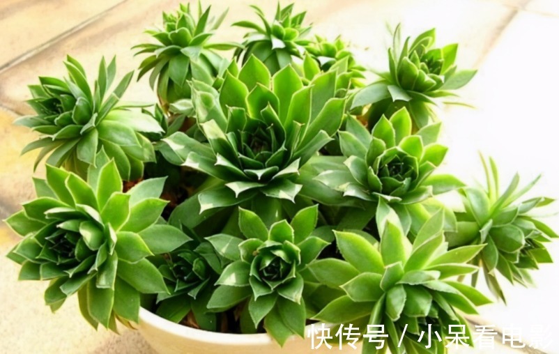 多肉植物观音莲，下崽都是一圈又一圈的，夏季盆栽需谨记3点