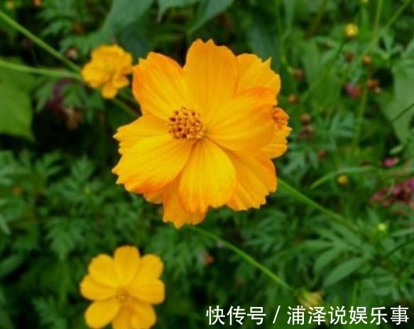 新手养花,不如养盆花中精品“硫华菊”,花朵金黄灿烂