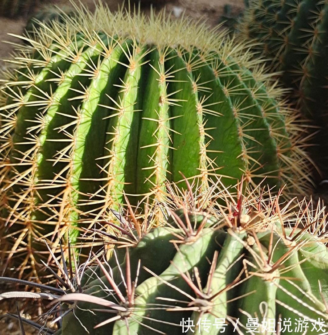 冬季养仙人球的2个技巧,越长越壮,顺利过冬花多色艳