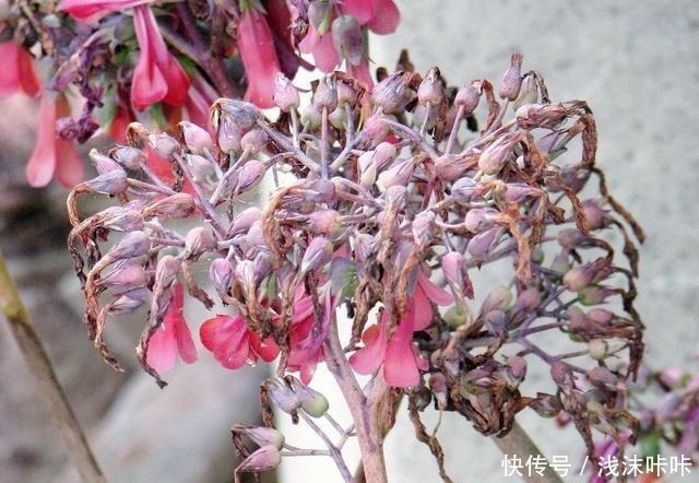 落地生根属的大家庭，品种多，花朵好看！