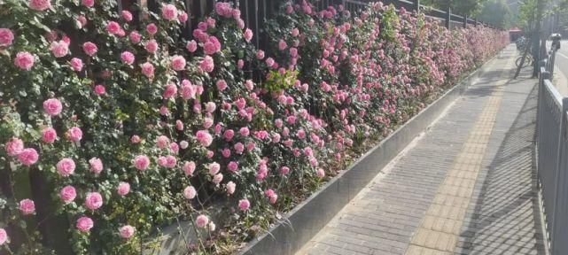 月季|花开成墙！杨浦顺平路上2520株月季正盛开~