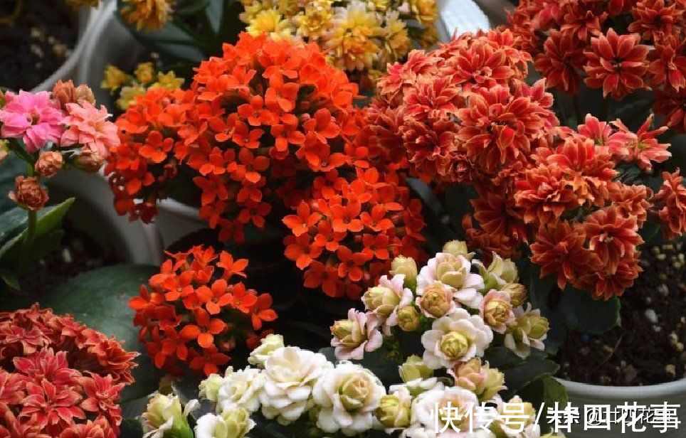 烂根|7种花“怕水”,浇水多死得快,管不住手的话,再有钱也别养