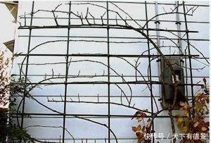 月季春天“压一下”,一个芽变成一排芽,花量多5倍,阳台高颜值