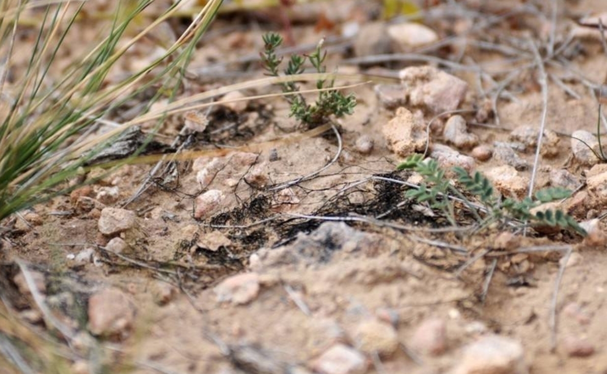 动植物|黑市每公斤最高可达500元!发菜不属于植物,为何人喜欢吃?