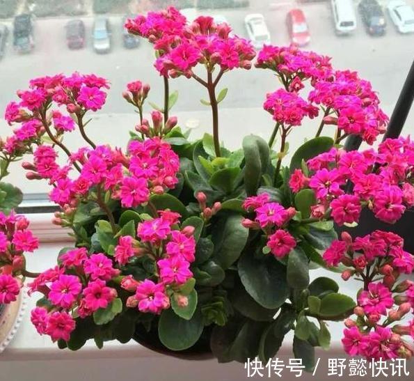 空气|净化空气室内盆栽这3款绿植,夜间不与人争氧,还促进睡眠