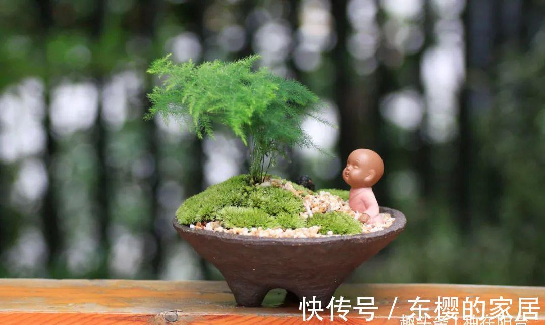 枝叶|勇闯“4关”，文竹盆栽显现盆景效果，新手也能闯到第3关哦！