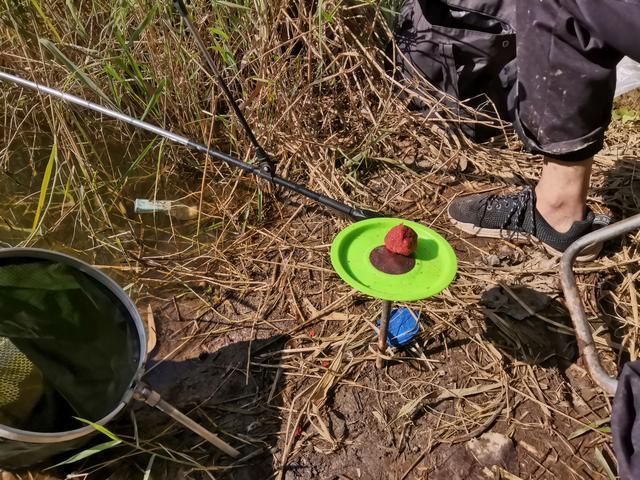 野钓补窝就停口，找到问题关键，还怕鱼逃离窝子吗