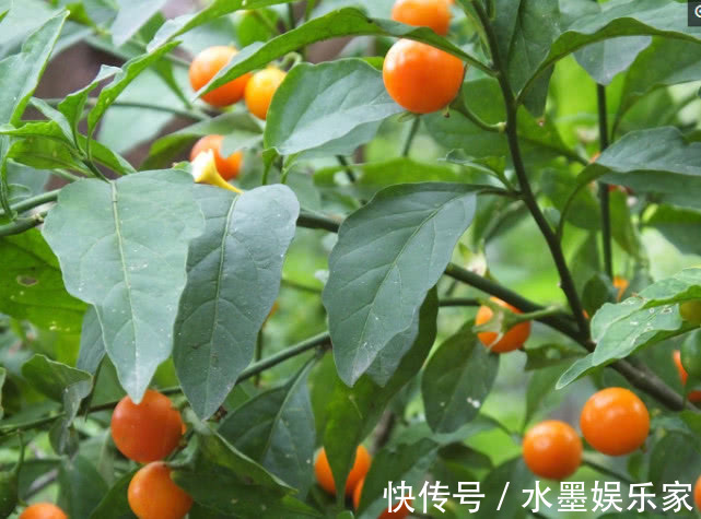 光照|5种懒人花卉，耐旱耐晒，越不管长得越好，盆栽轻松长爆盆！