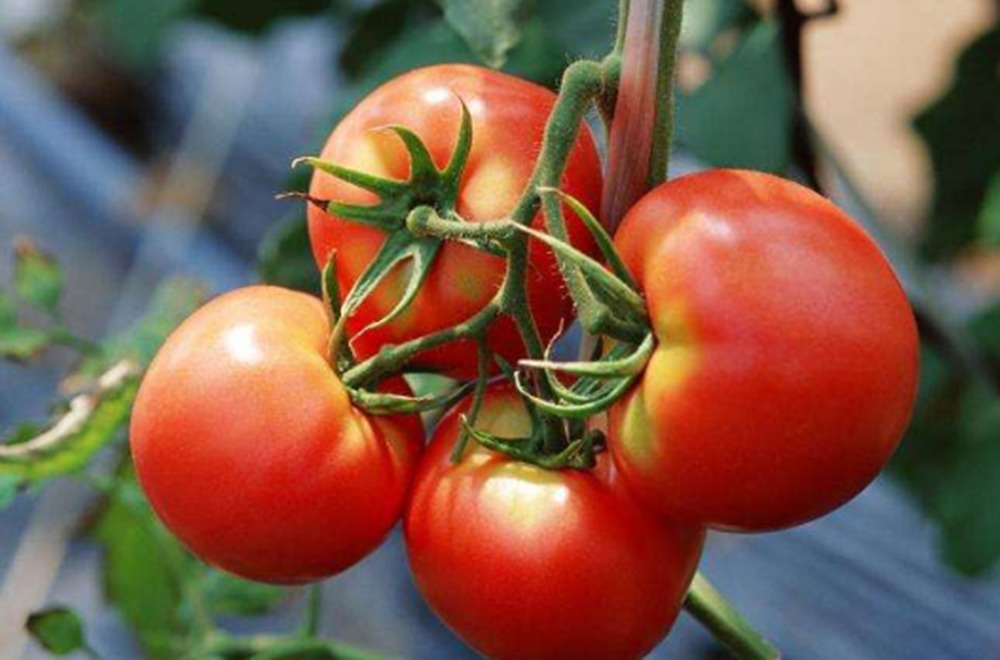 才知道，这种西红柿不能吃，看完以后别再买了，都看一看吧