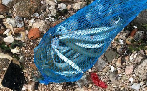 渔民|此鱼嘴巴尖细,很难钓到,聪明的渔民有办法放“针良船”