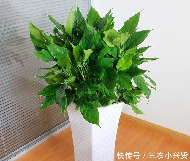 缺水|看好了, 就是这五种花! 越浇越爆盆, 一缺水马上就蔫了, 你家有吗