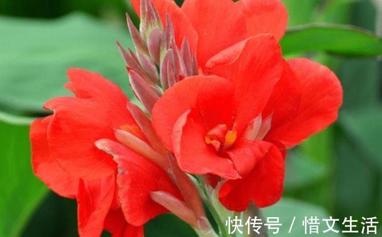 颜值超高的几款花,沾土就活,不仅好养而且寓意也好