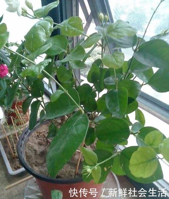 初冬茉莉花养粗正当时,温度控制好,根壮苗粗,来年花大花多!