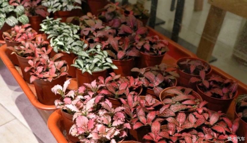 冬天的峨眉一个童话般的冰雪世界，真是美不胜收