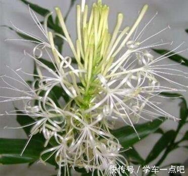 水里加入一点“它”，富贵竹7天长出大白根，叶子油绿还开花！