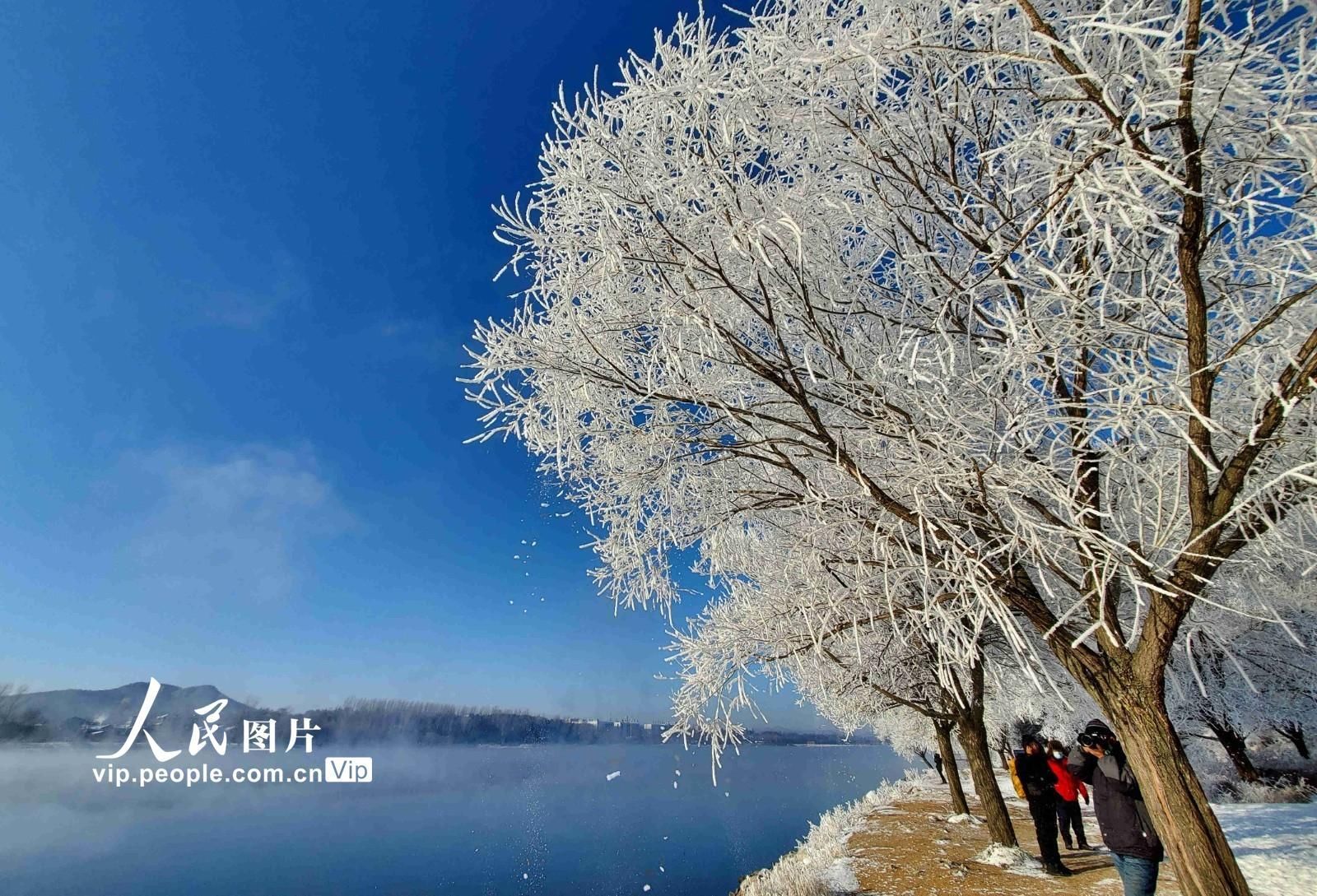 雾凇|松花江岸现雾凇美景