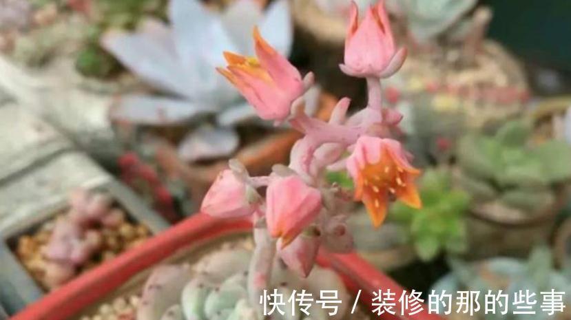 多肉长花箭算不算正常,该怎么处理?