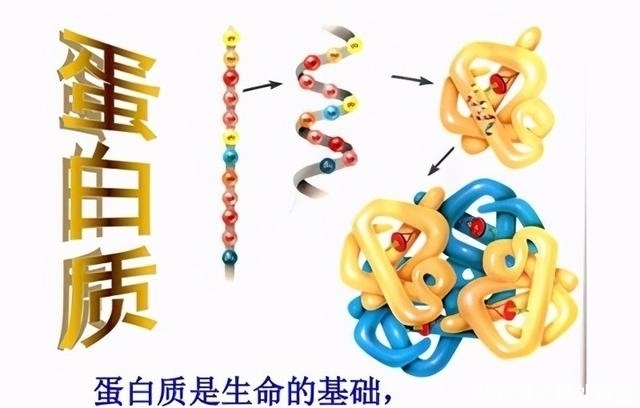 氨基酸|蛋白质,对宝贝成长有多重要?每天要吃多少肉才满足身体需要?