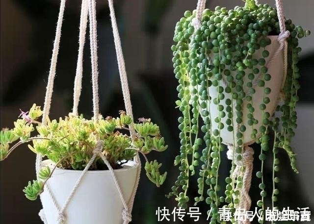 白檀|10款能吊起来养的多肉,一个比一个美,还不占地方