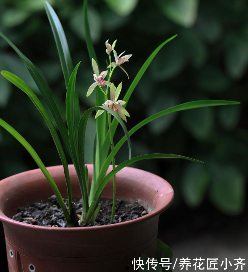 建兰一年能开花多次，关键是要做好4点，不然最后只能赏叶子