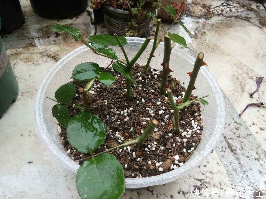 懒人扦插法，轻松就能完成，成活率还老高