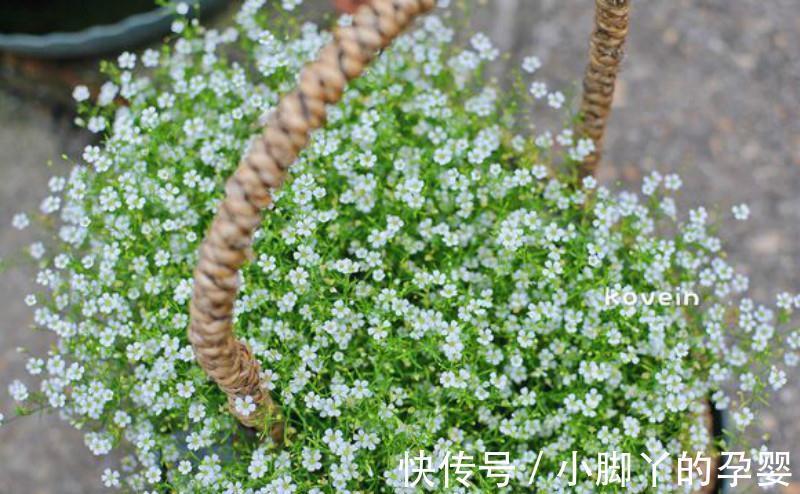 几朵花|此种花真好养，给点阳光就灿烂，女生看了都喜欢