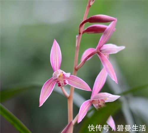 兰花|冬天养兰花,要正确浇水,小心伤了“根本”,花期不开花