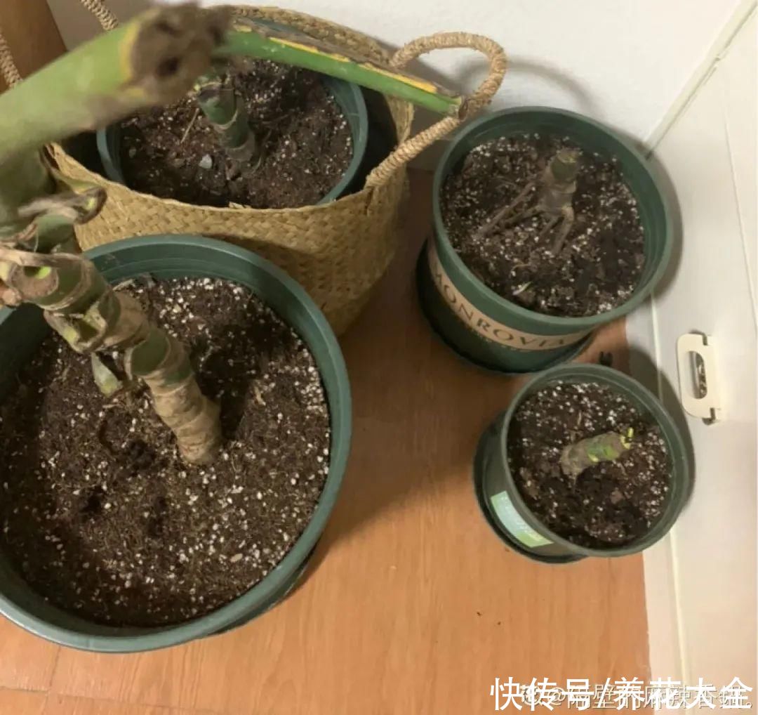 琴叶榕|大叶子耐阴花，室内一定养，叶子比脸大，真凉快