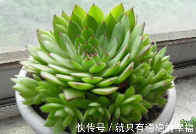 它堪称普货多肉之王,盆栽把控好5个细节,犹如朵朵盛开的莲花