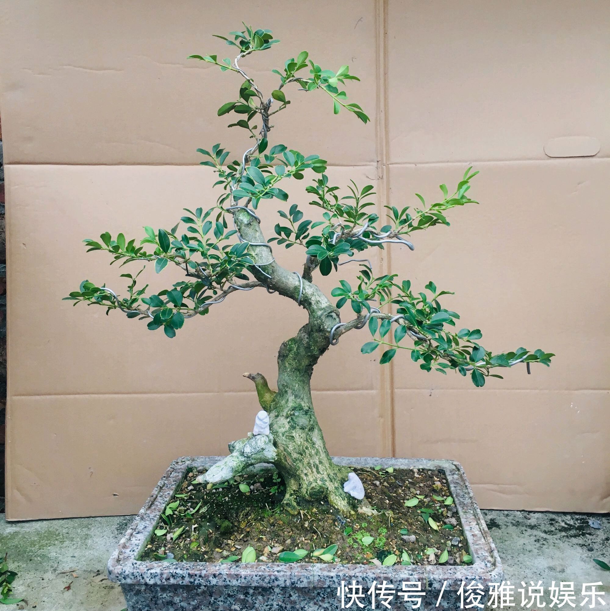 弹子|盆景修剪冷知识为什么要把枝条修剪成45度斜角长知识了