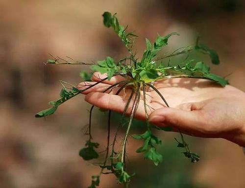 野菜|这4种野菜藏在我们的身边,但是不能多吃,不妨来了解一下哦