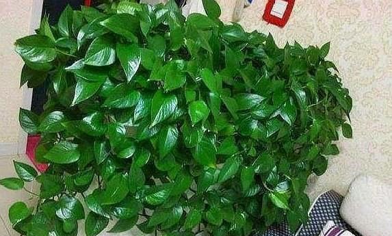 养绿萝，别忘加点这种“料”，叶片不黄，新芽猛窜，一个月就爆盆