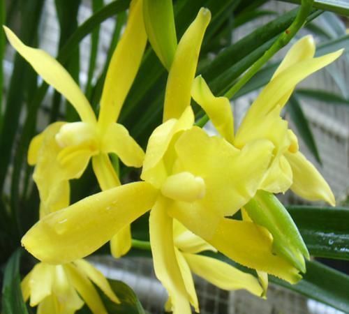 花友|一款“零差评”的兰花，花色金黄无暇，香味浓郁悠久，很适合新手