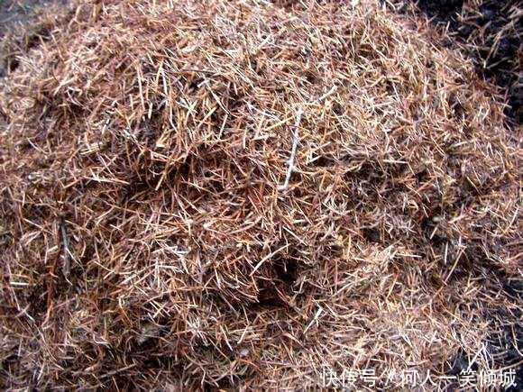 松针|冬天养花,这个垃圾提前备点,养君子兰、兰花最好使,还不用花钱