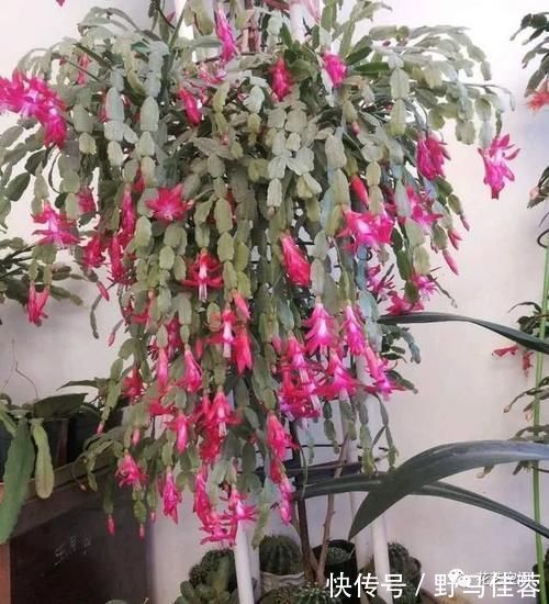 蟹爪兰|两种“促花水”，给三角梅、蟹爪兰用一勺，开花爆盆，又美又仙