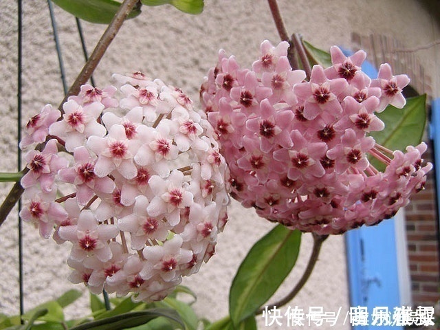 金边瑞香|这5种花卉盆栽，美丽又好闻，花期长，花量大，给家里满屋馨香