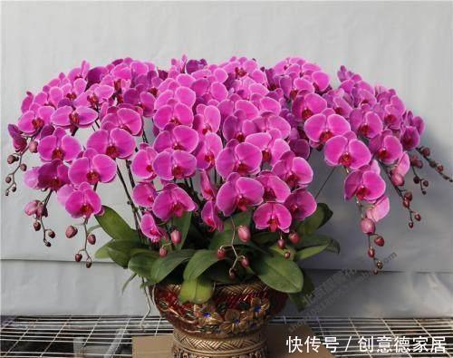 君子兰|养花不开花,原来是盆里缺了它,只加一点点,飞快开满花