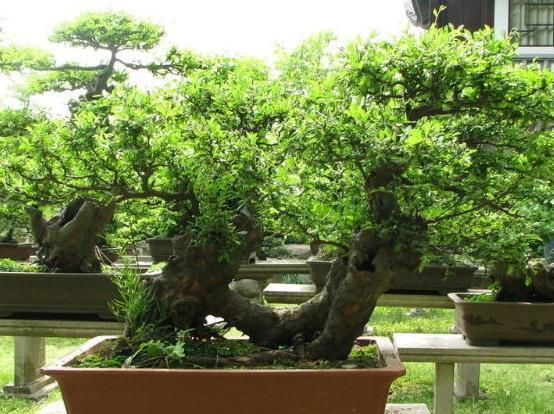 了不起的“3种树”，养1盆在家，散发出来“芳香”，比香水好闻！